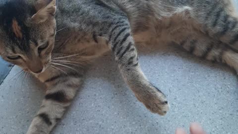 Cat's act's 2.0