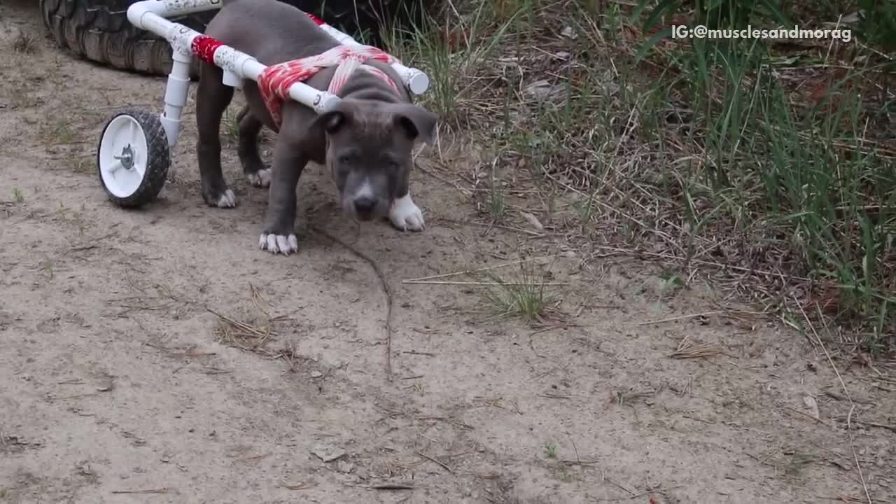 Pitbull walks first time thanks to wheelchair