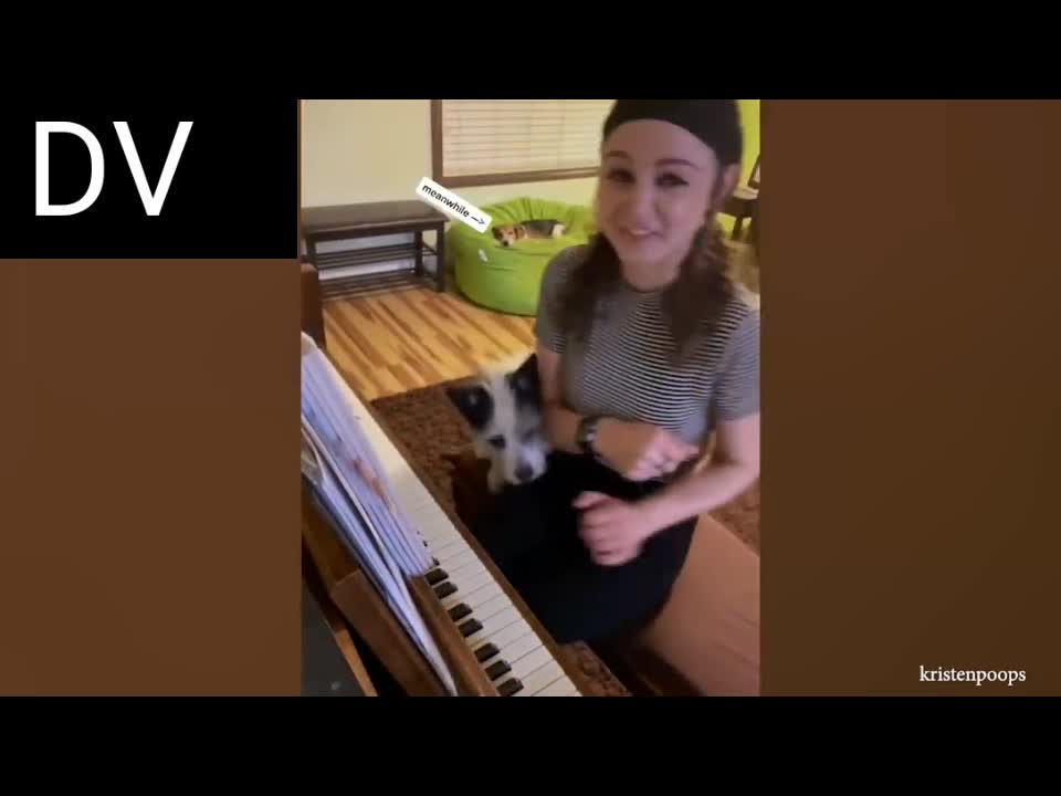 Funny pets part3 #hilarious #jokes #pets