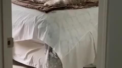 Super relaxed pup takes coziest nap ever
