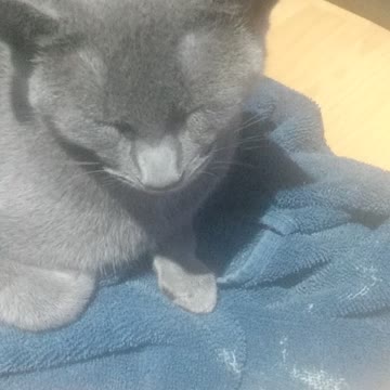 Chillest cat in the world