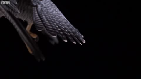 Experiment! How Does An Owl Fly So Silently- - Super Powered Owls - BBC