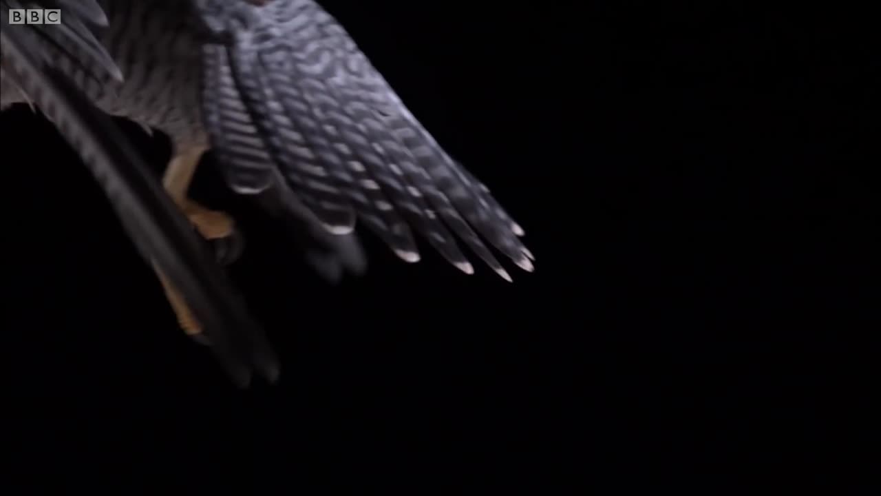 Experiment! How Does An Owl Fly So Silently- - Super Powered Owls - BBC