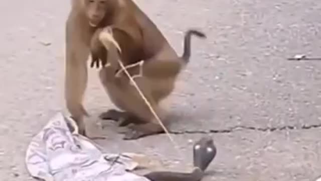 Monkey funny comedy