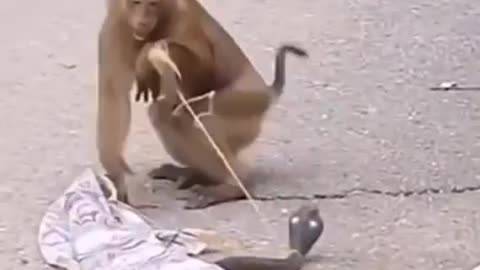 Monkey funny comedy