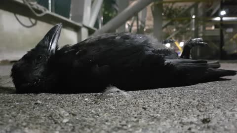 Mink Drags Sick Crow Off