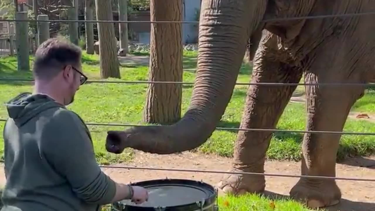 Funny elephant and music player