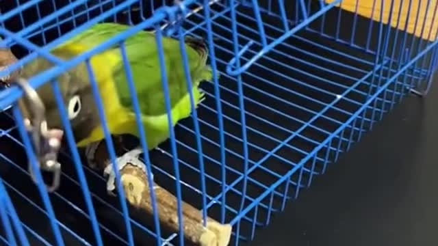 genius parrot