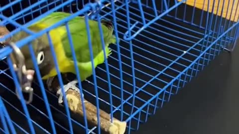 genius parrot