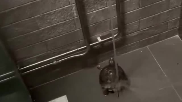 Dancing turtle in shower