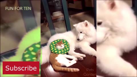 Adorable Babies funny interactive with their pets | Puppy Kitty