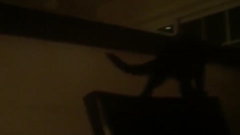 Cat tries jumping into mirror