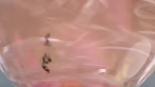 Dangerous graphene oxide has been found in health food also