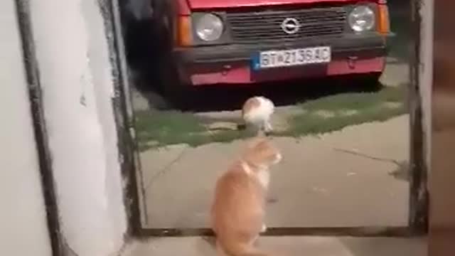 Boy and cat play