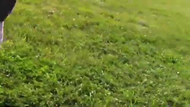 How To Make Dog Become Totally Aggressive With Few Simple Tips