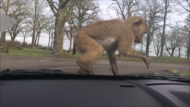 Monos en un parque safari rodean completamente a un vehículo