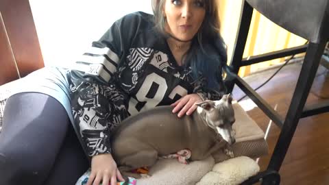 When cat meets dog