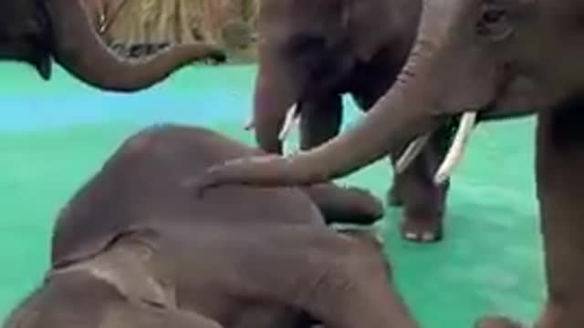 Baby elephants massaging each other