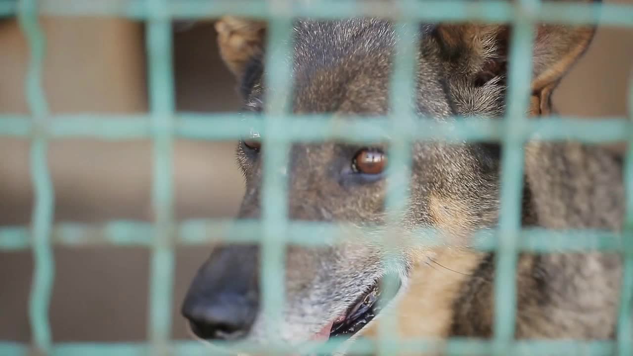 Stray dogs in the shelter