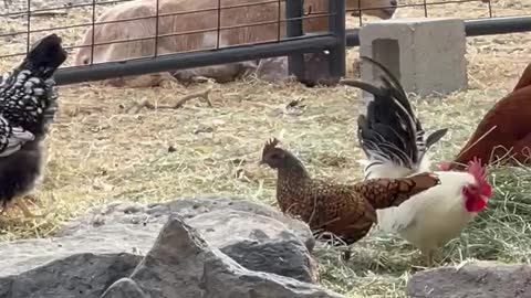 Momma and baby goat!