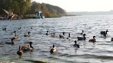 Ducks Swimming on The Water || Ducks on a River