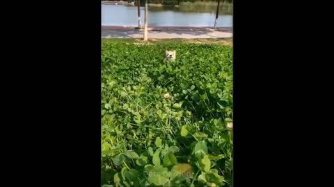 Compilação de Animais Bonitos e Animais Engraçados #116💗