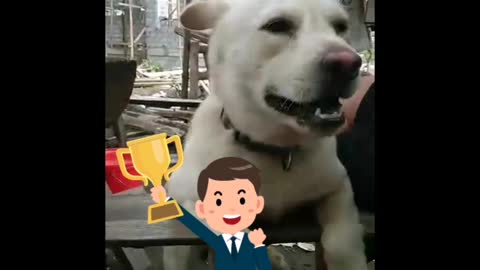 Counting Dog