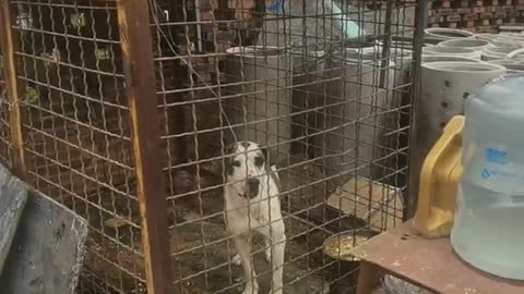 dog