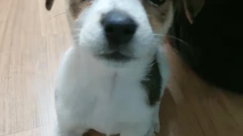a cute little puppy, a puppy staring blankly.