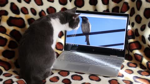Funny cat seeing a bird