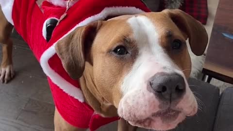 Dog talks effortlessly