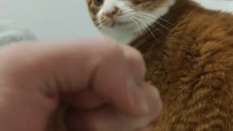 The cat is serious about hitting you