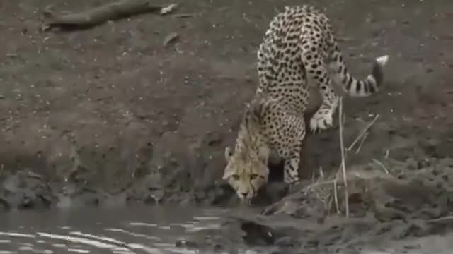 Crocodile Hunt Leopard 🐆