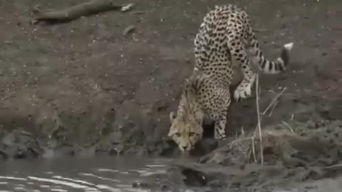 Crocodile Hunt Leopard 🐆