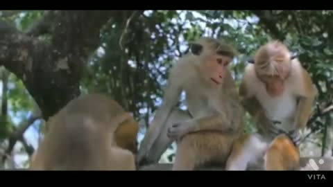Animal funny video