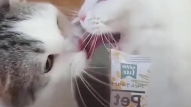 ❤️😹 Funniest Animals 😹 - Best Of 🙊❤️ Funny Animal Videos Ep 41 #Shorts#Pets ❤️