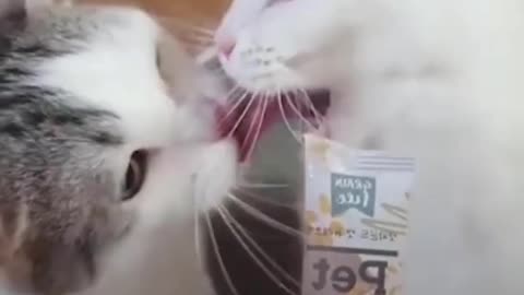 ❤️😹 Funniest Animals 😹 - Best Of 🙊❤️ Funny Animal Videos Ep 41 #Shorts#Pets ❤️