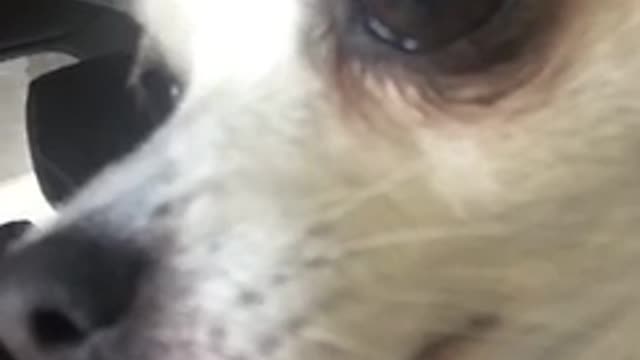 Brown dog chihuahua distracted by bark