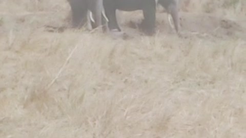 Real elephants