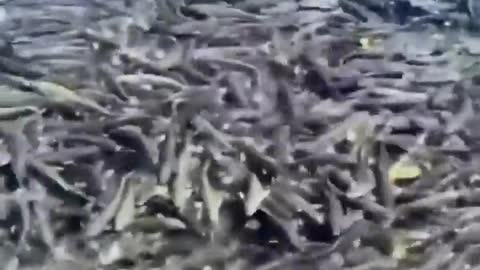 fish kingdom