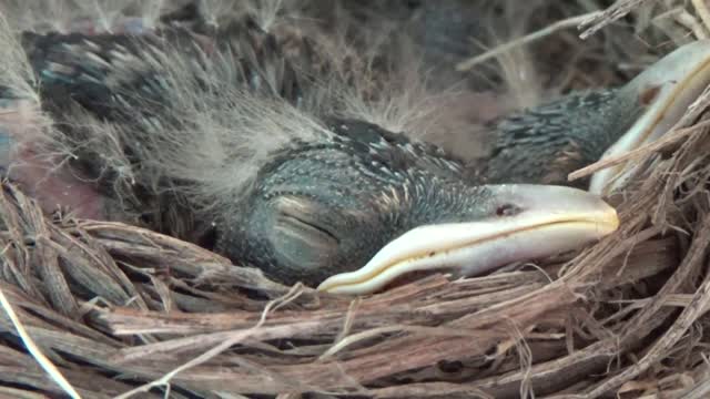 Baby Robins