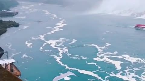 The Seagull and the Niagara Falls in Ontario