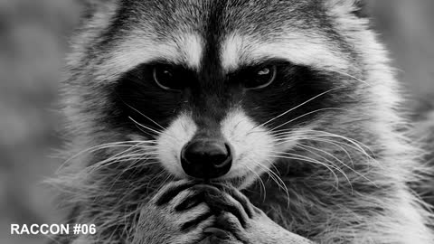 RACCOON SCREAM Sound Effects [High Quality]