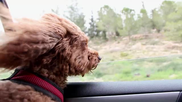 A dog takes the air in a car 🐕🦺