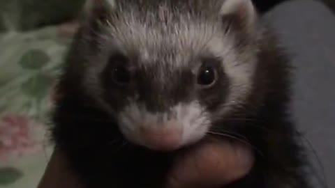 Sweet animal