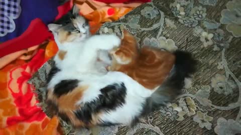 Adorable Kitty Plays Hand Shake With Her Mom Cat On Bed