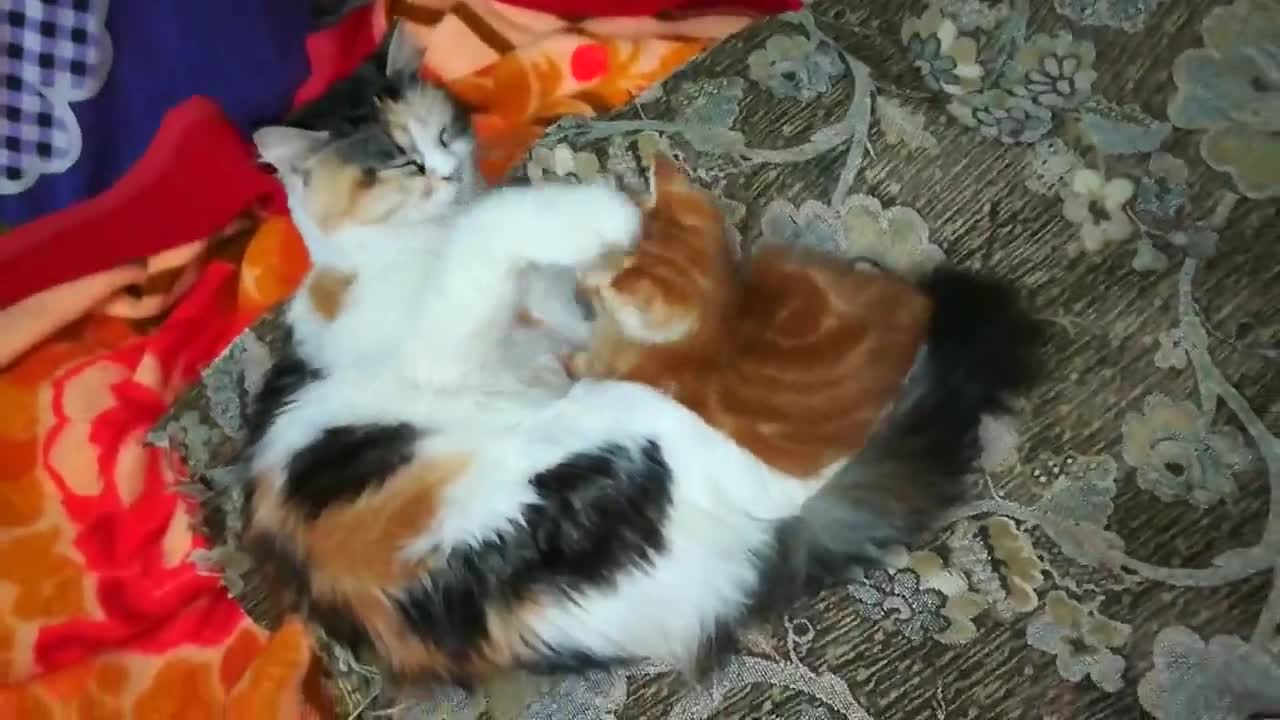 Adorable Kitty Plays Hand Shake With Her Mom Cat On Bed