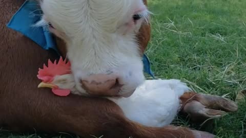 Unlikely friends hug each other at animal sanctuary