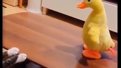 Cute And Funny Pets Try Not To Laugh To These Pets Compilation