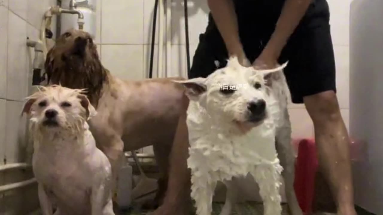 Sorry, I hit the wrong dog